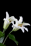 百合花