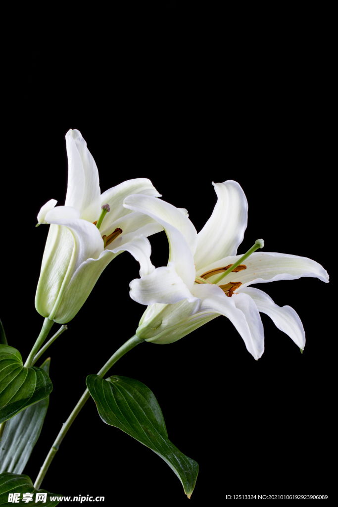 百合花
