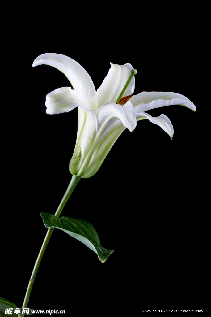 百合花
