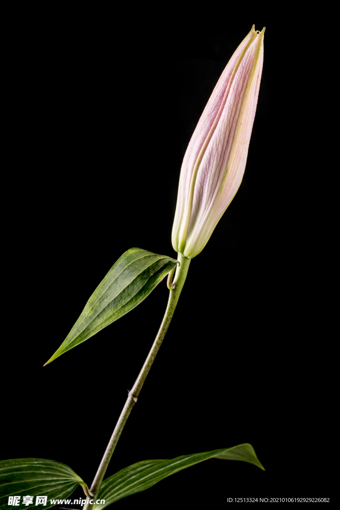 百合花