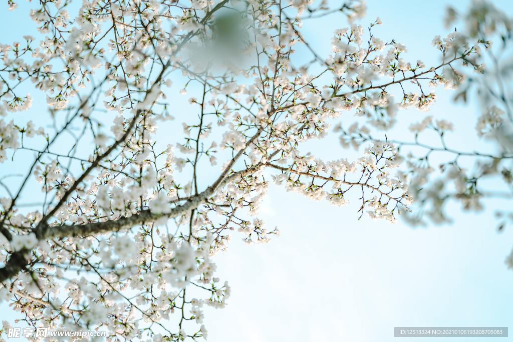 梨花