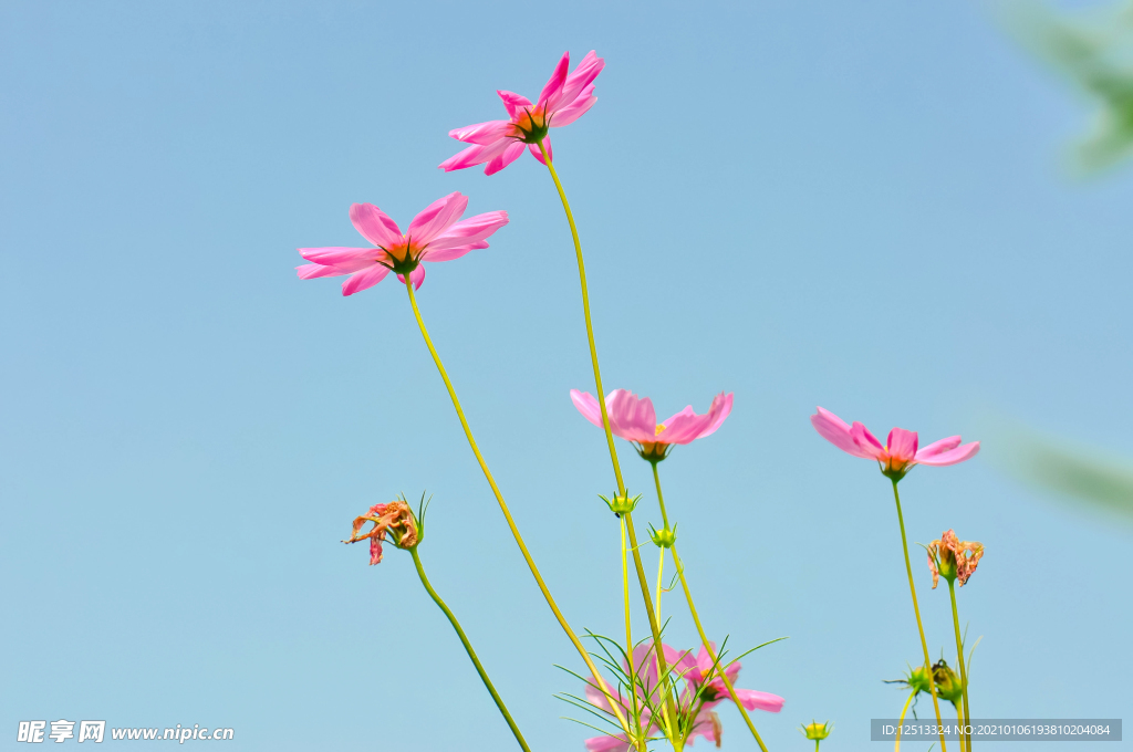 格桑花