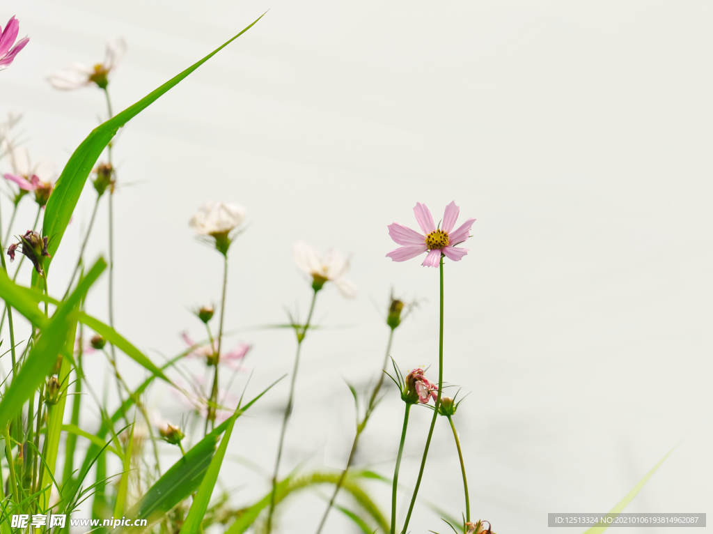 格桑花