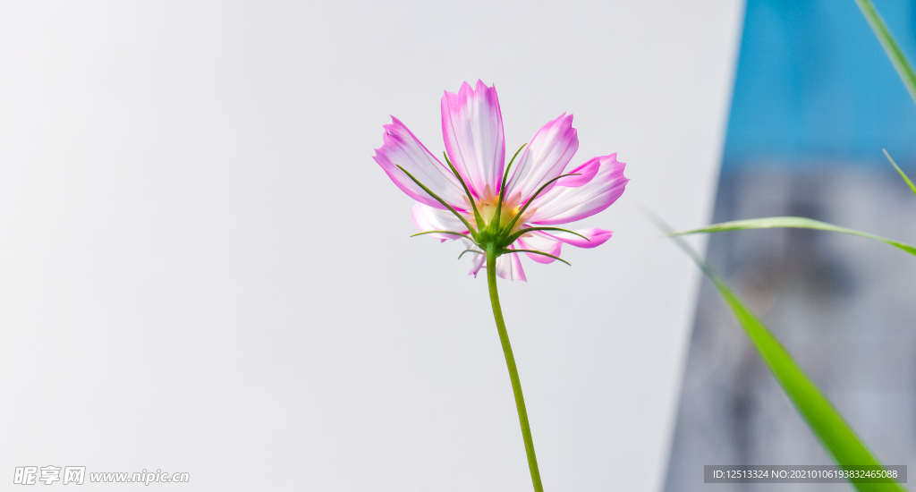 格桑花