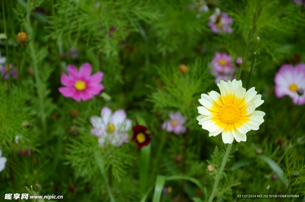 格桑花