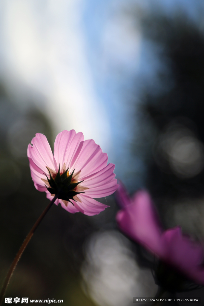 格桑花