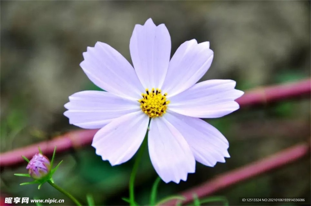 格桑花