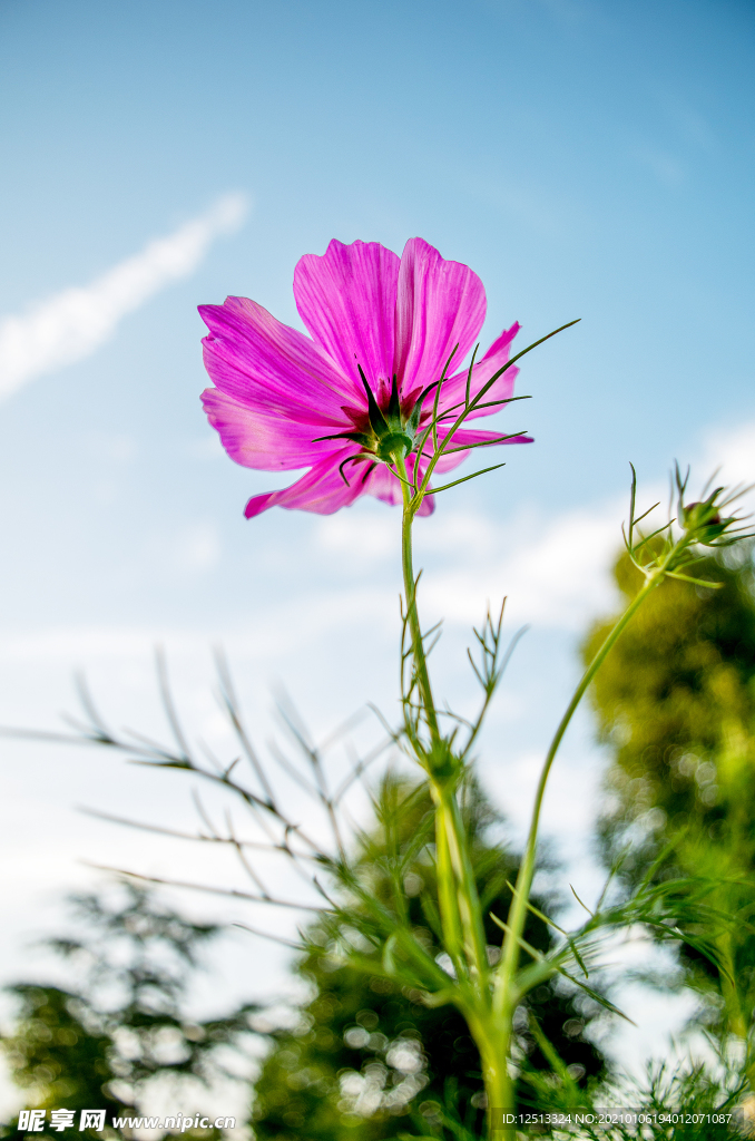 格桑花