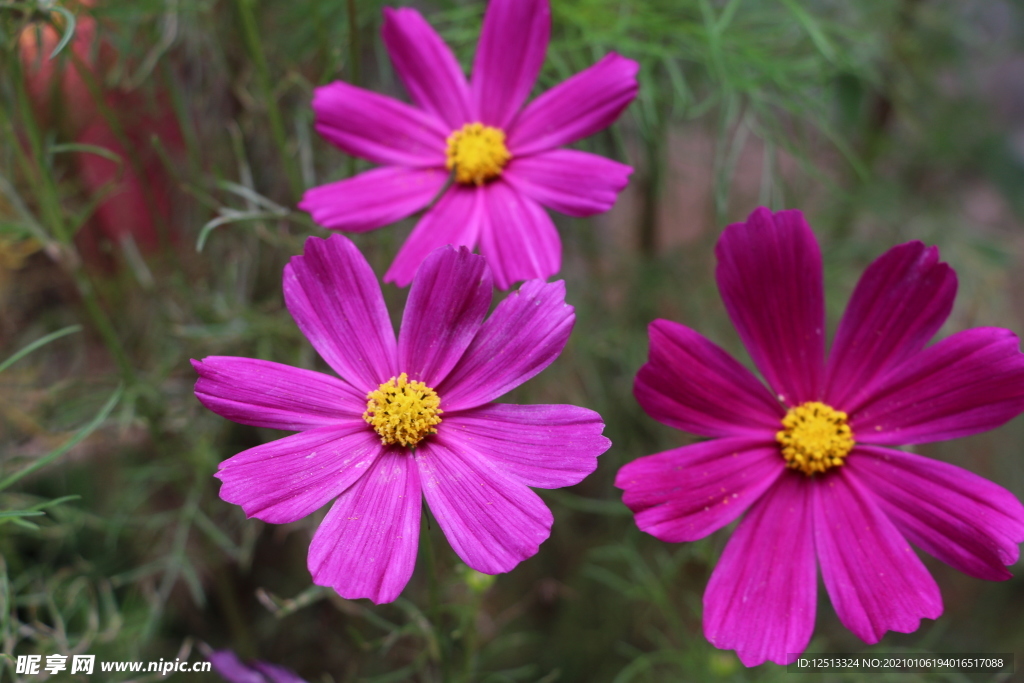 格桑花