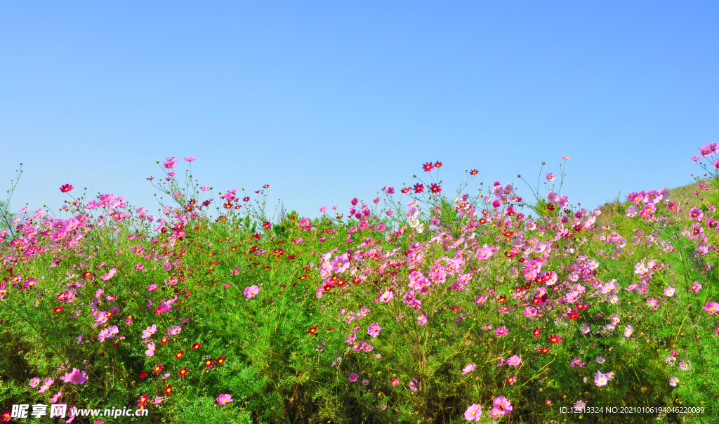 格桑花