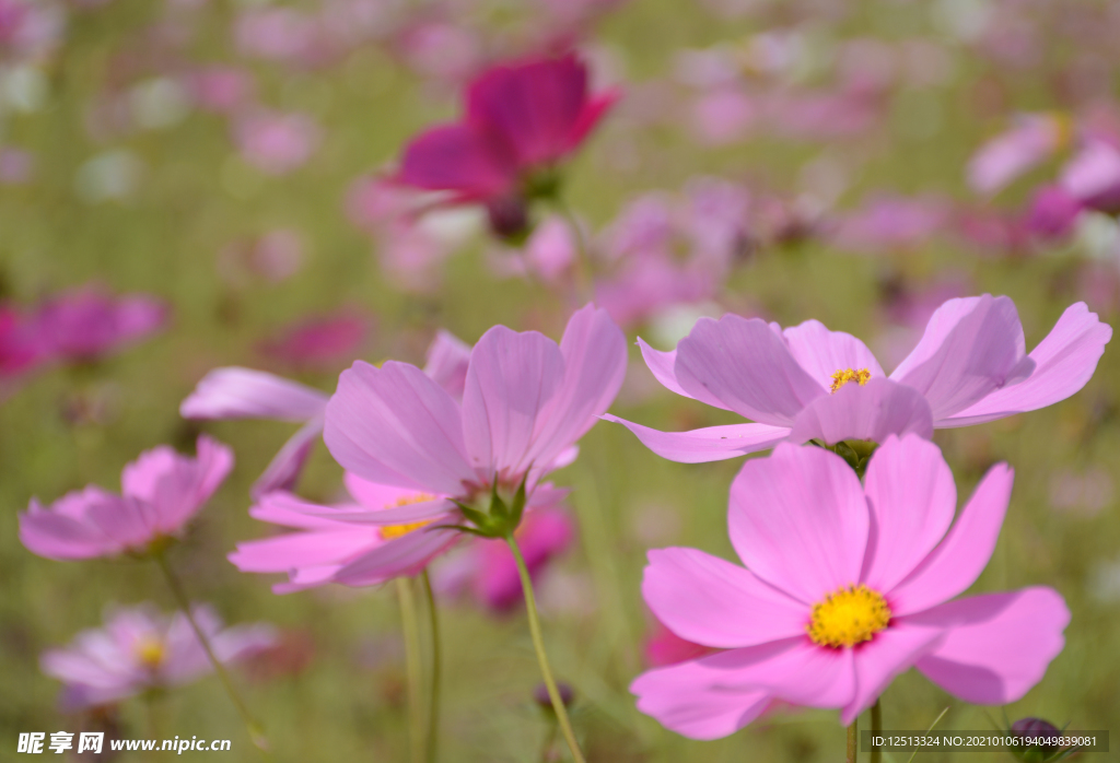 格桑花