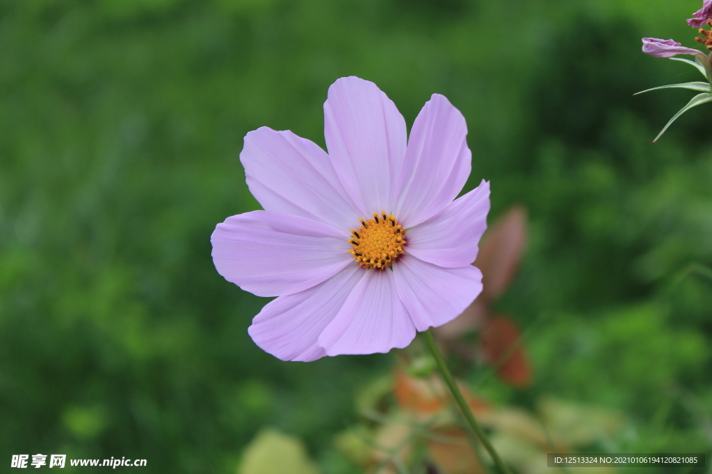 格桑花