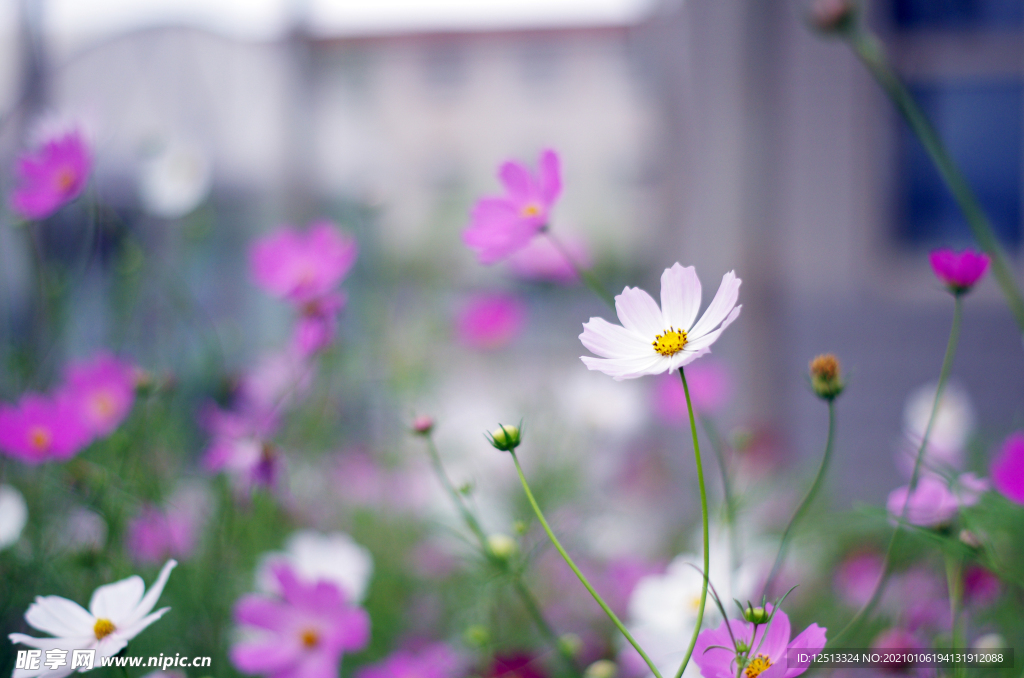 格桑花