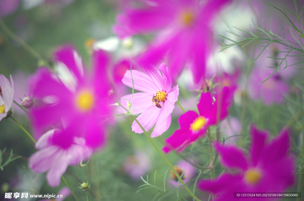 格桑花