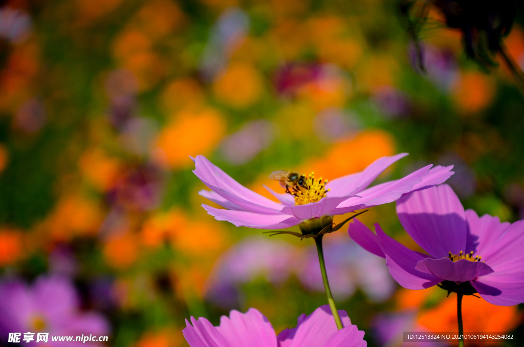 格桑花