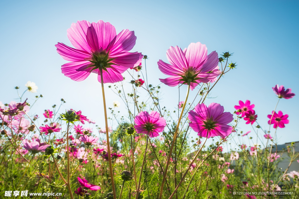 格桑花