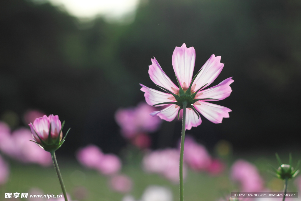 格桑花