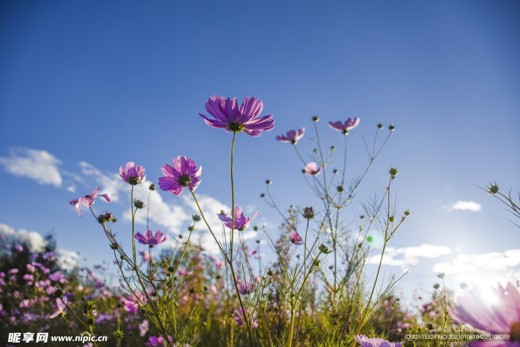 格桑花