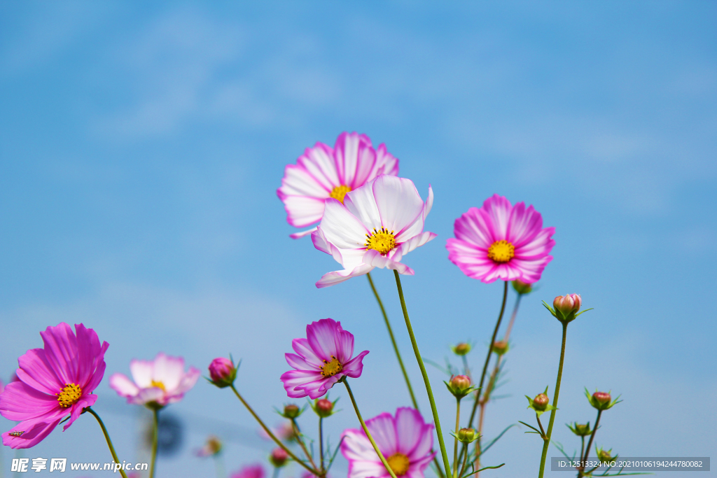 格桑花