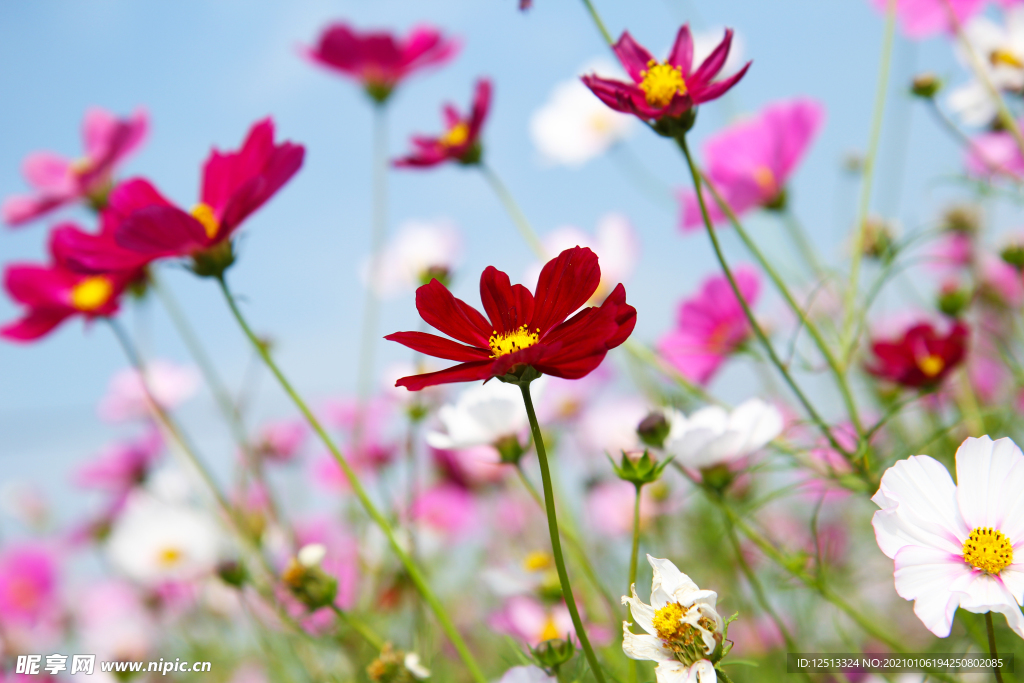 格桑花