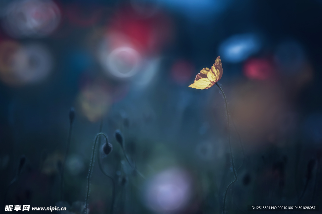 格桑花