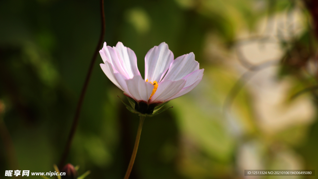 格桑花