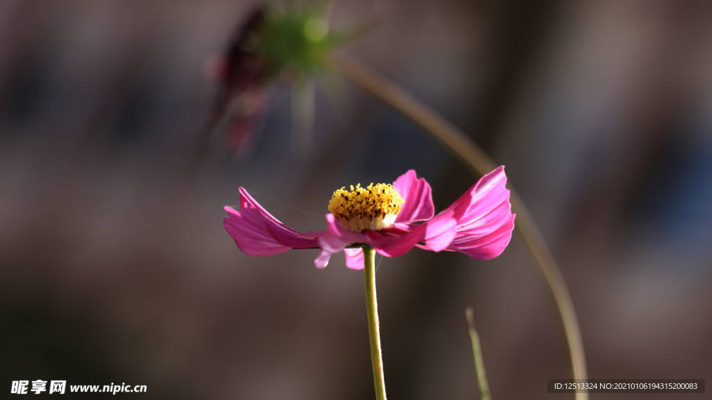 格桑花