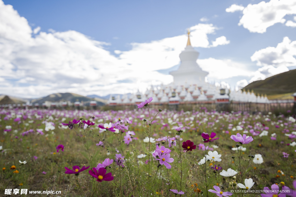 格桑花