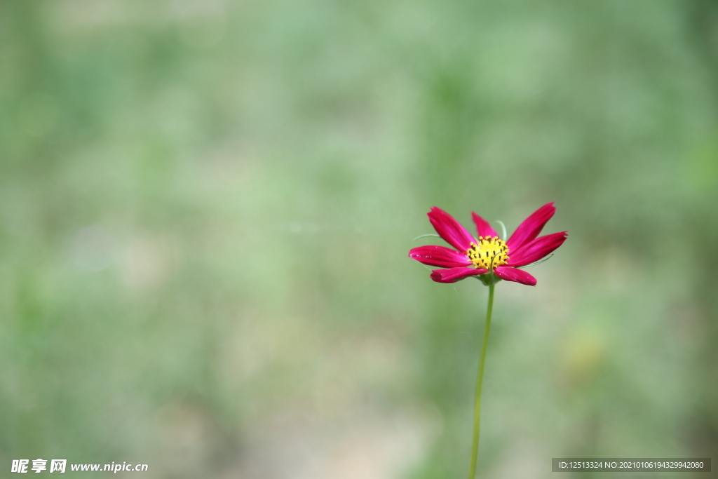 格桑花