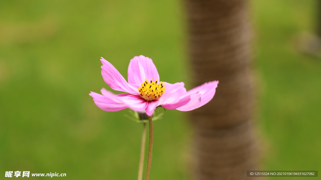 格桑花