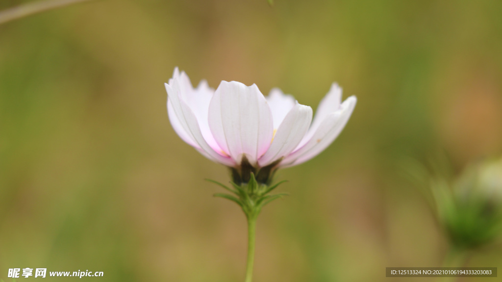 格桑花