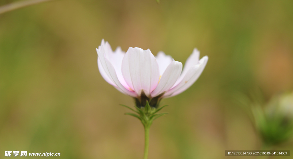 格桑花