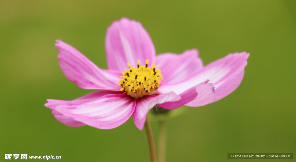 格桑花