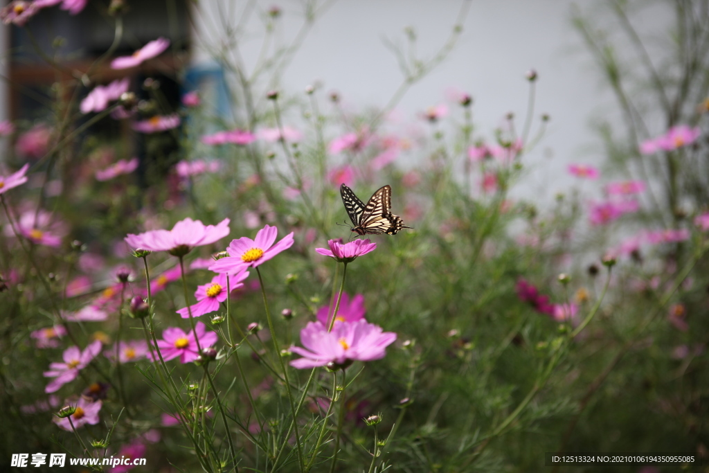 格桑花