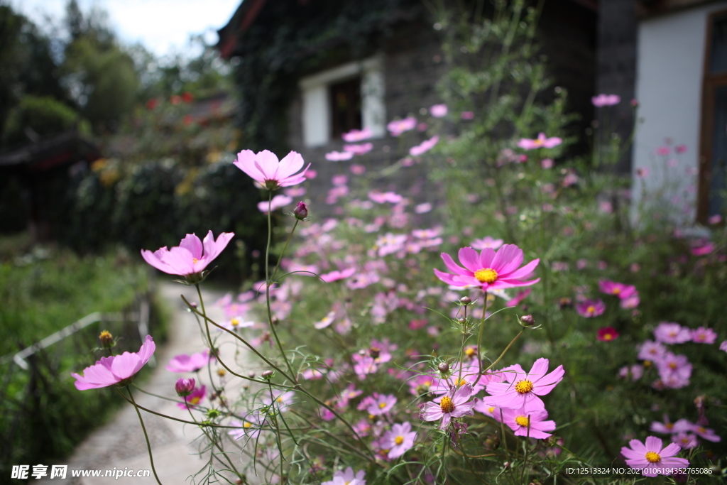 格桑花