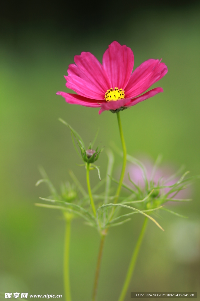 格桑花