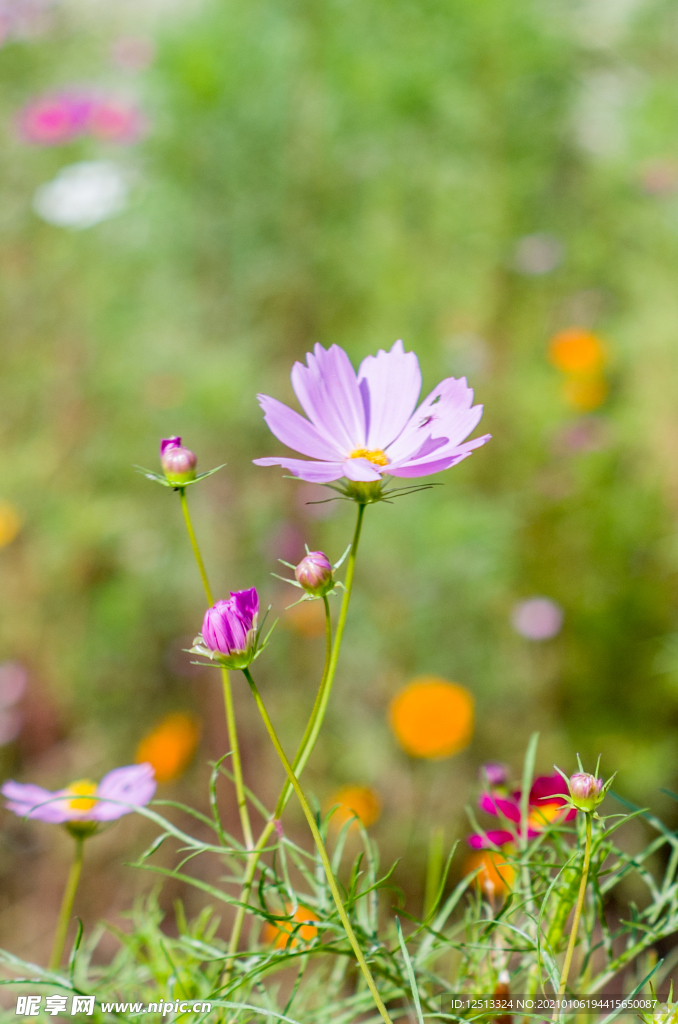 格桑花