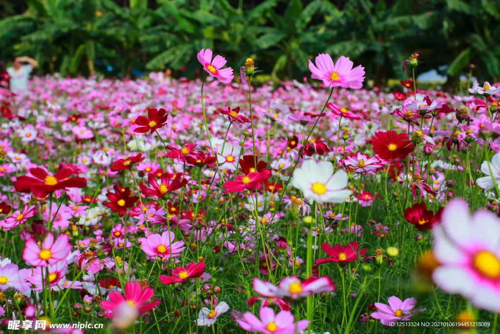 格桑花