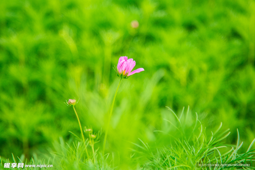 格桑花