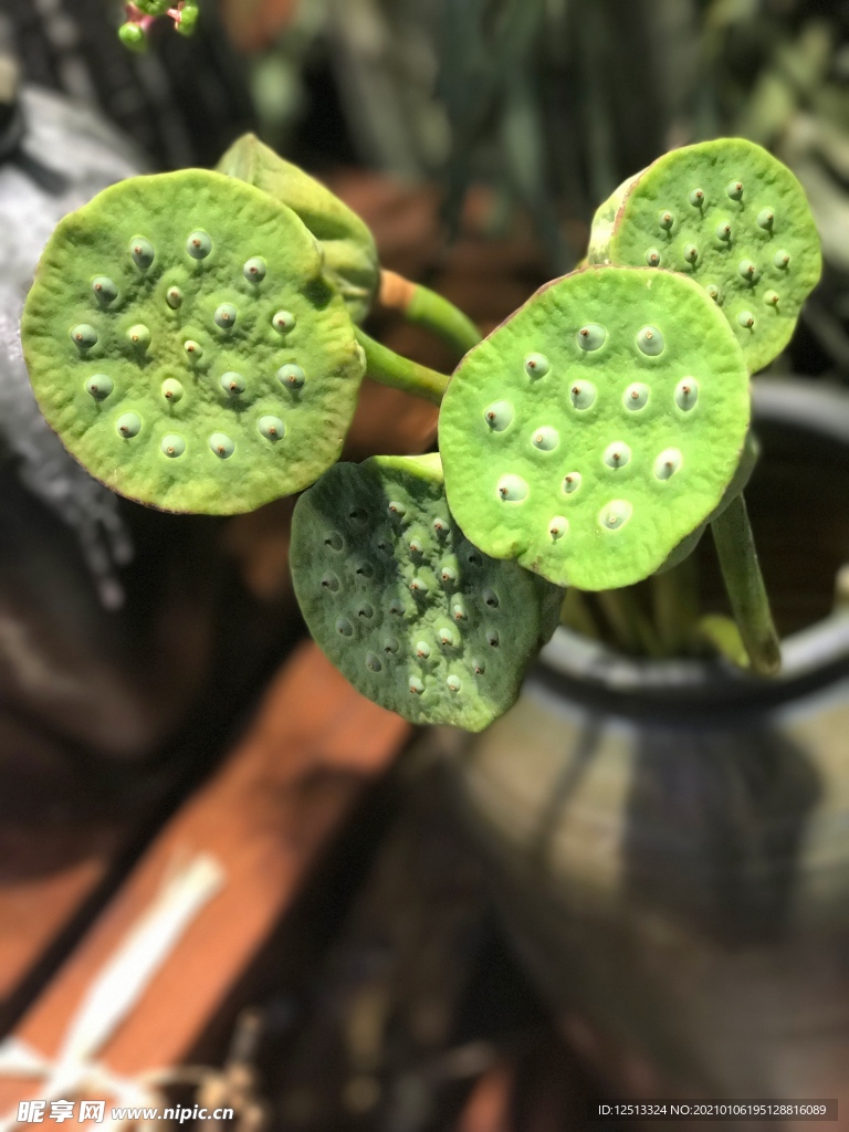 莲蓬