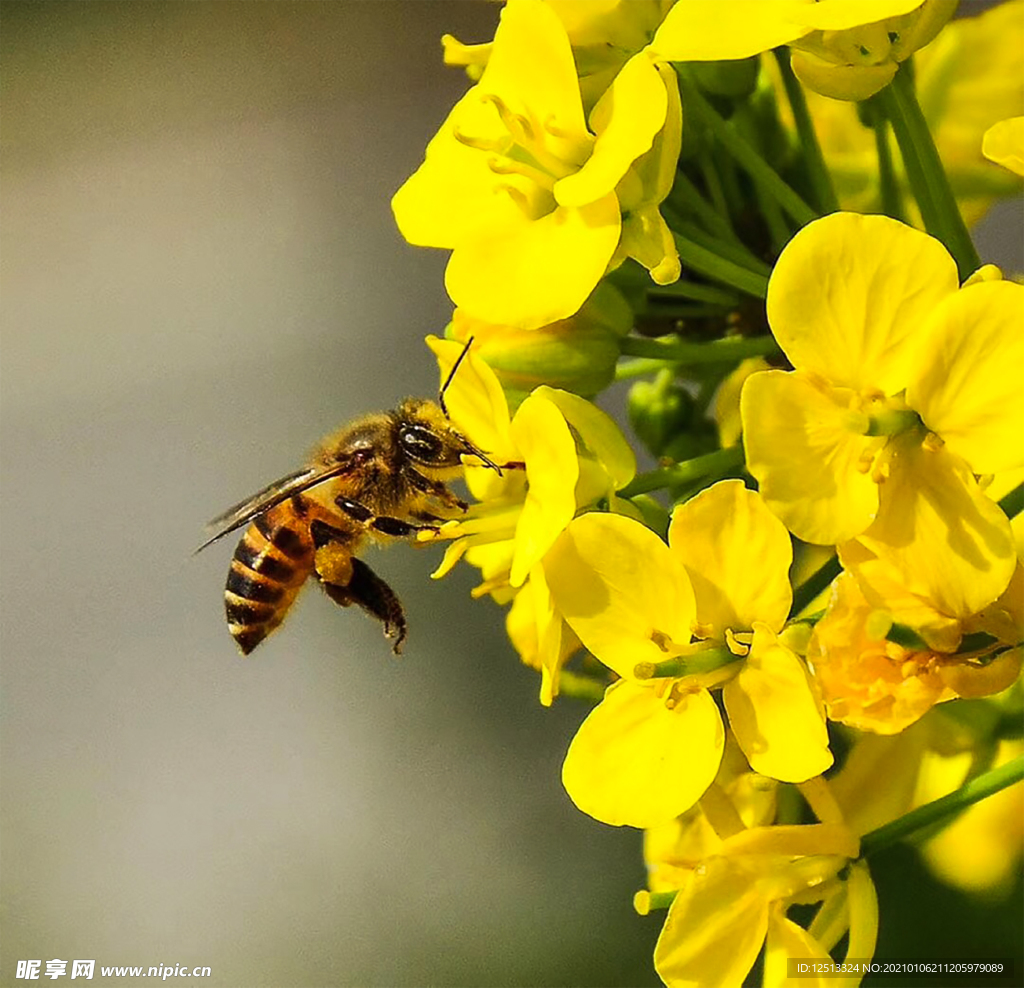 2021油菜花开，蜜蜂采蜜忙|摄影|宠物摄影|Z18159269_原创作品-站酷ZCOOL