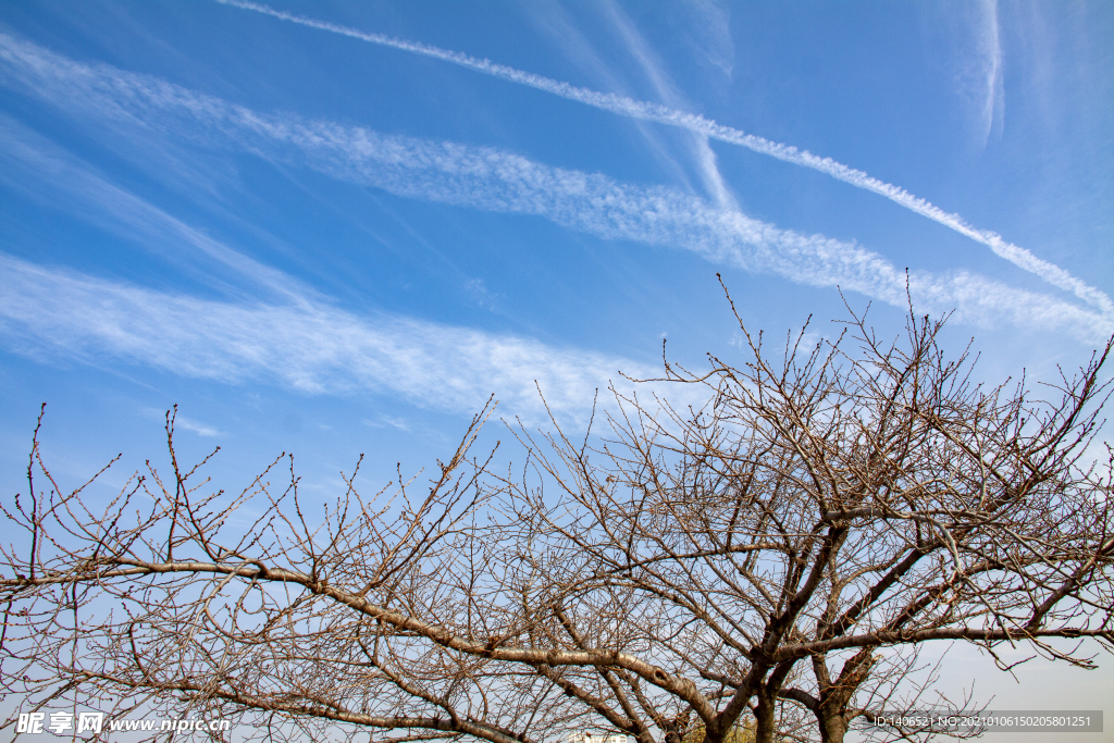 天空与枯树