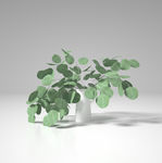 C4D模型盆栽草植物模型