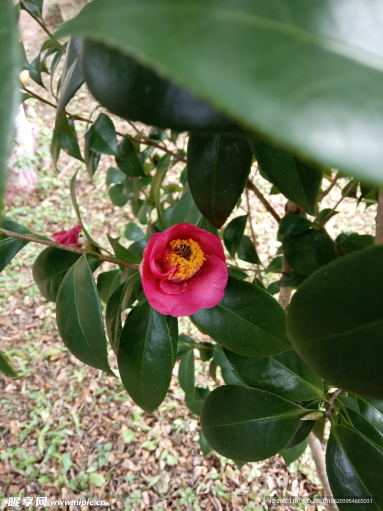 花