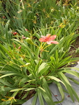 花卉