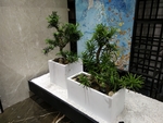 花卉