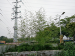 竹林