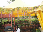 花卉