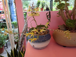 花卉