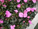 花卉